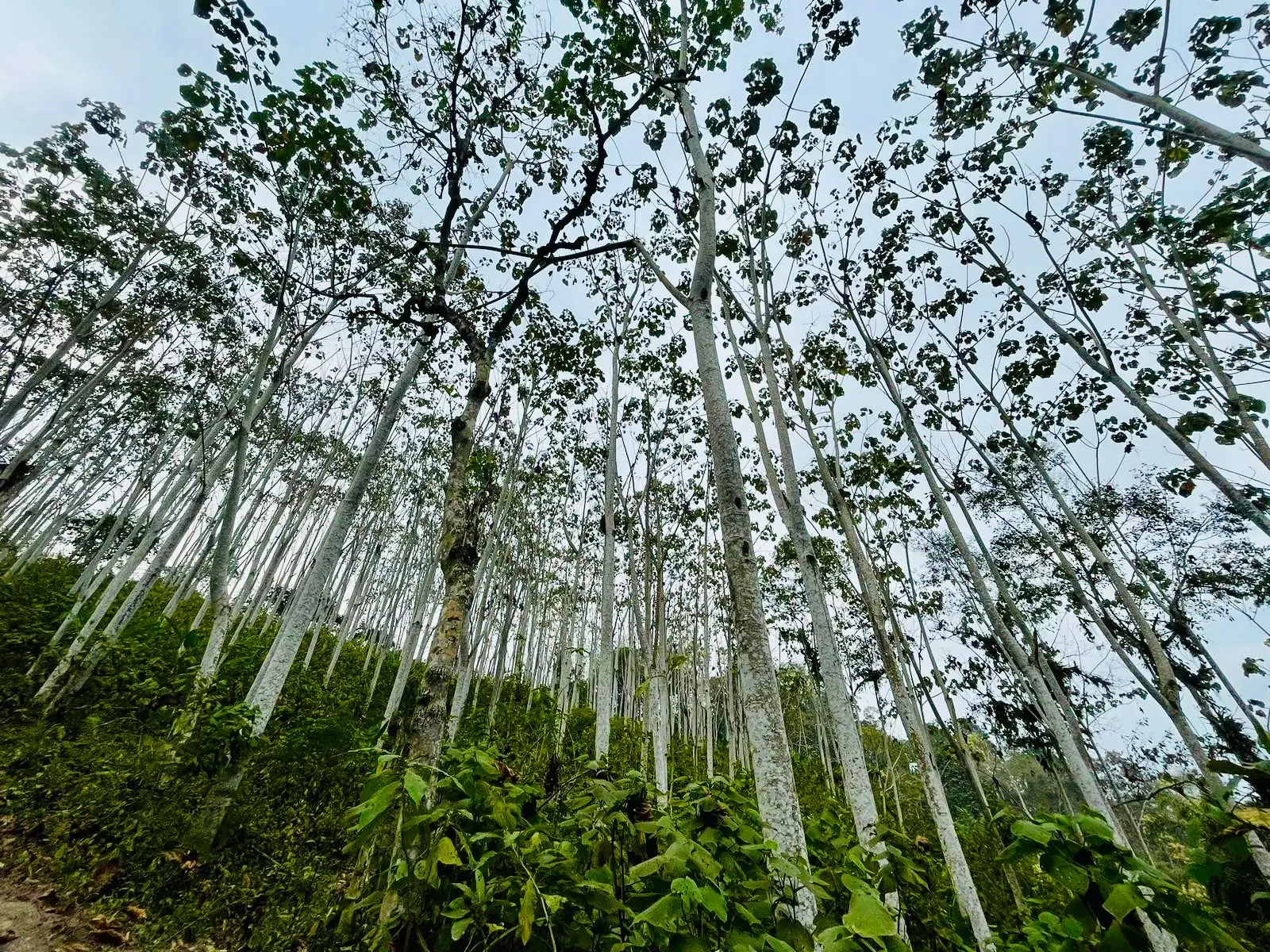 Plantación de árboles de balsa en Ecuador