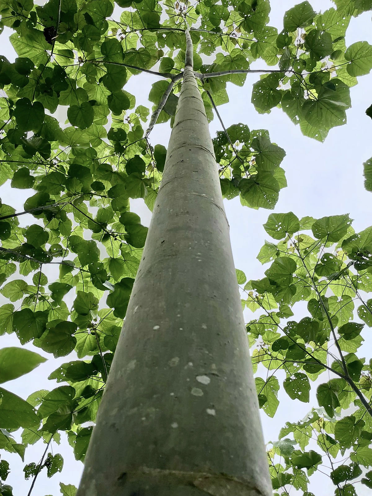 Copa y tronco de un árbol de balsa visto desde abajo